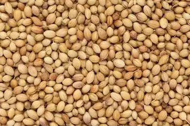 Coriander