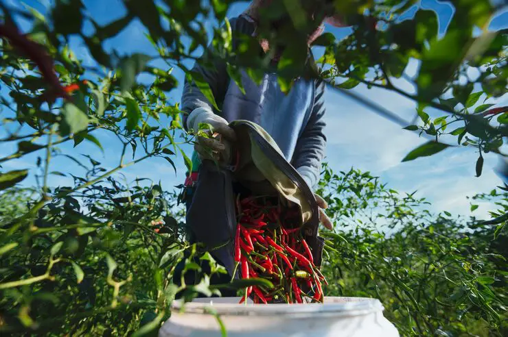 Red pepper farming