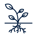 Plant with roots